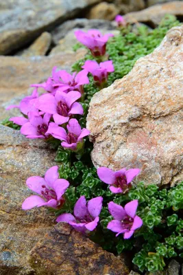 A Picture-Perfect Moment of the Purple Mountain Saxifrage