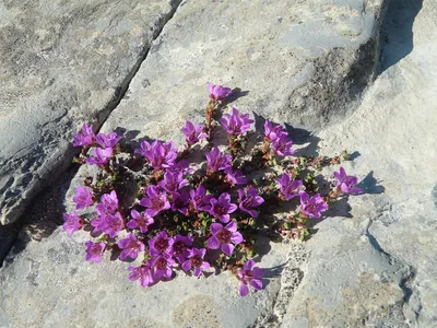 The Enchanting Purple Mountain Saxifrage in a Stunning Photograph