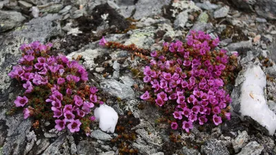 Purple Mountain Saxifrage: A Beautiful Flower in a Stunning Photo