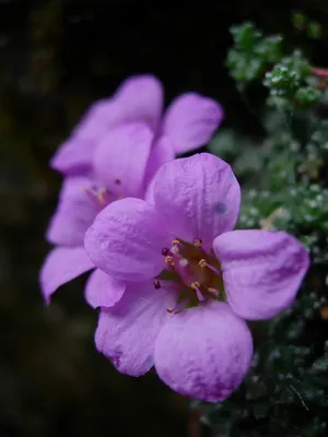 The Alluring Beauty of the Purple Mountain Saxifrage in a Photo