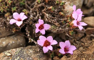 A Gorgeous Image of the Purple Mountain Saxifrage in its Natural Surroundings