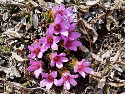A Breathtaking Photo of the Purple Mountain Saxifrage in Full Bloom