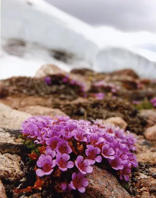 The Delicate Charm of the Purple Mountain Saxifrage in a Beautiful Image