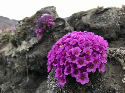 An Enchanting Image of the Purple Mountain Saxifrage in its Natural Environment