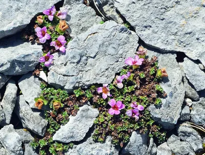 The Majestic Beauty of the Purple Mountain Saxifrage in a Striking Photo