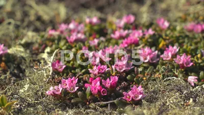 A Captivating Image of the Purple Mountain Saxifrage in its Natural Habitat