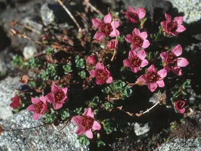 A Gorgeous Image of the Purple Mountain Saxifrage in its Natural Habitat