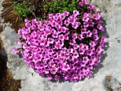 The Delicate Beauty of the Purple Mountain Saxifrage in a Striking Picture