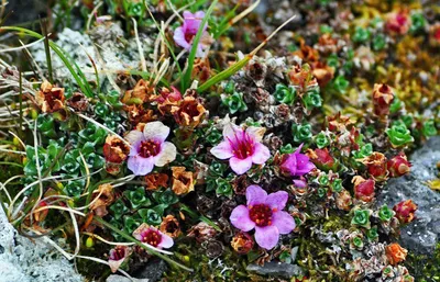 Captivating Purple mountain Saxifrage in Full Bloom