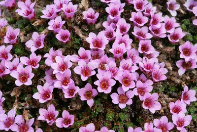 Picture Perfect Purple mountain Saxifrage in the Wild