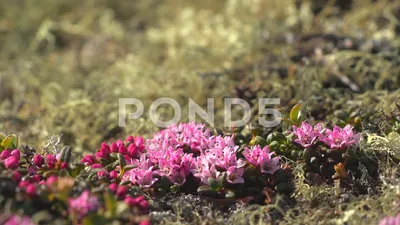 A Stunning Image of the Purple mountain Saxifrage