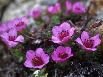 A Gorgeous Flowering Purple mountain Saxifrage