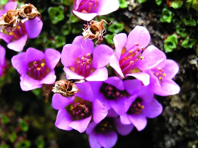 The Enchanting Purple mountain Saxifrage in its Natural Habitat