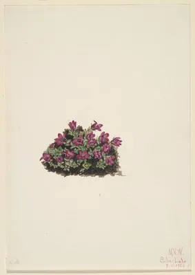 A Mesmerizing View of the Purple mountain Saxifrage