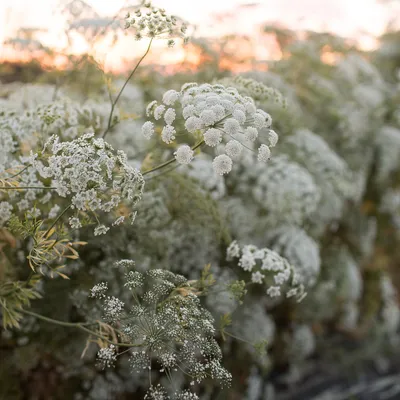 Queen Annes Lace: A Symbol of Purity and Grace