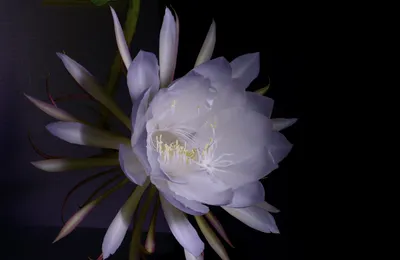 The Queen of the night in a mesmerizing floral image