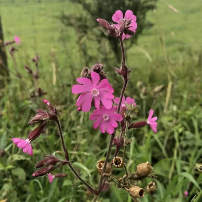Beautiful Red Campion in Nature