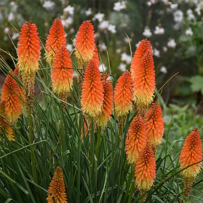 Gorgeous Red Hot Poker in its Natural Habitat