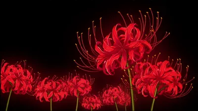 A Gorgeous Flower to Admire: Red Spider Lily