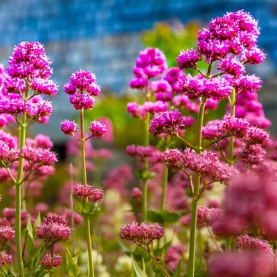 The Elegance of Red Valerian in a Striking Image