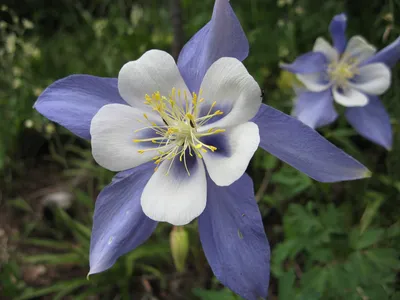 Rocky mountain Columbine 49 pictures