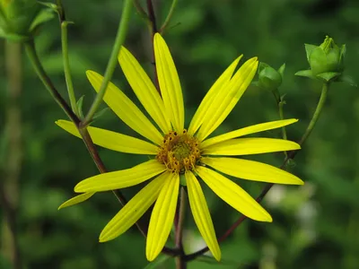 Captivating Rosinweed flower in bloom