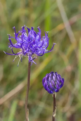 The Delicate Charm of Round-Headed Rampion in this Flower Picture