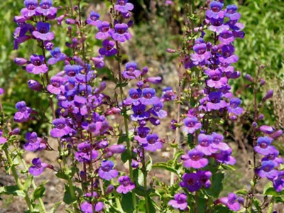 Showy Beardtongue 63 pictures