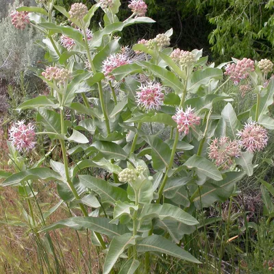 Showy Milkweed: A Floral Masterpiece