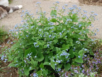 Siberian Bugloss 52 pictures