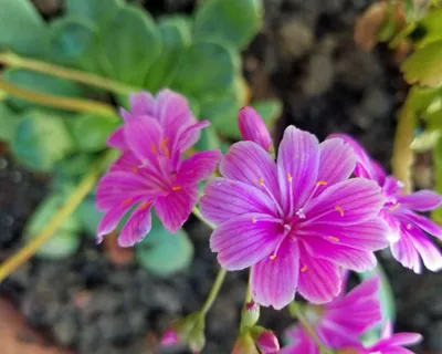 Magnificent Siskiyou Lewisia flower close-up