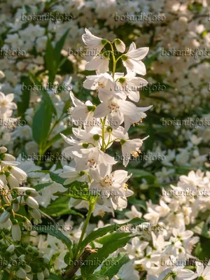 Stunning Flowers of the Slender Deutzia