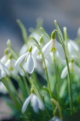 A Delicate Snowdrop in Full Bloom