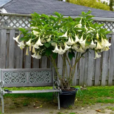 A Picture of Snowy Angels Trumpet: Winter's Delight