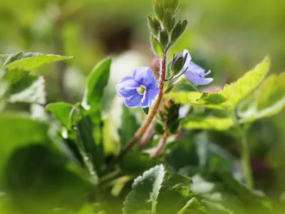 The Beauty of Speedwell Flowers Captured in an Image