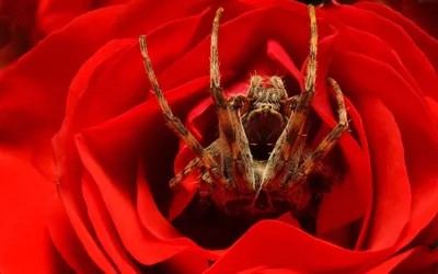 The Marvel of Nature: Spider Flower in Full Glory