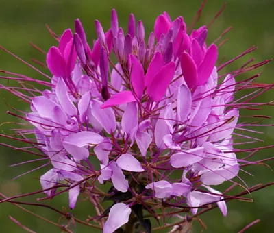 A Captivating Image of the Spider Flower