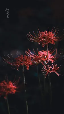 The Intricate Details of the Spider Flower Revealed