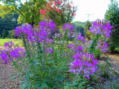 A Perfectly Captured Moment of the Spider Flower