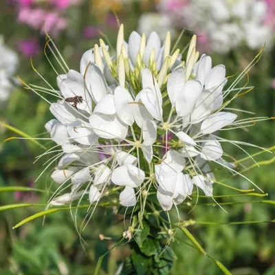 The Delicate Beauty of the Spider Flower in Full Display