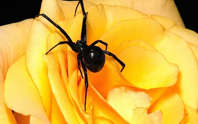 A Picture-Perfect Spider Flower in a Sea of Color