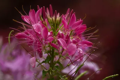 An Image of the Majestic Spider Flower