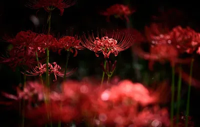 A Stunning Close-Up of the Spider Flower