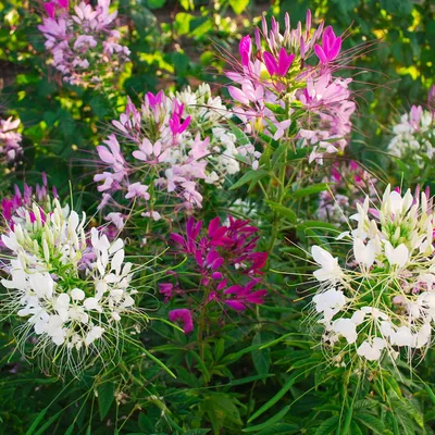 The Majestic Spider Flower in Full Bloom