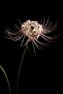 The Alluring Spider Flower in Full Bloom