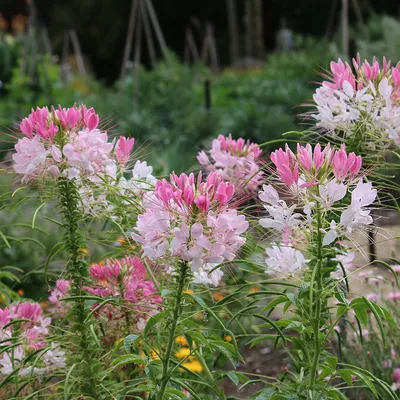 The Intriguing Spider Flower in its Natural Habitat