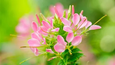 A Picture-Perfect Spider Flower in its Natural Habitat