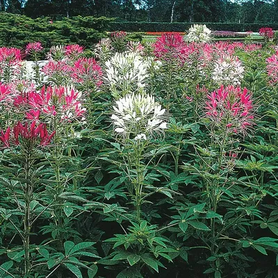 Gorgeous Spider Flower in Vibrant Colors