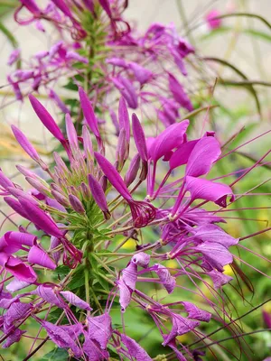 The Enchanting Spider Flower: A Visual Treat