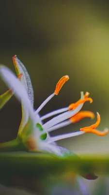 The Radiant Spider Flower: A Stunning Sight